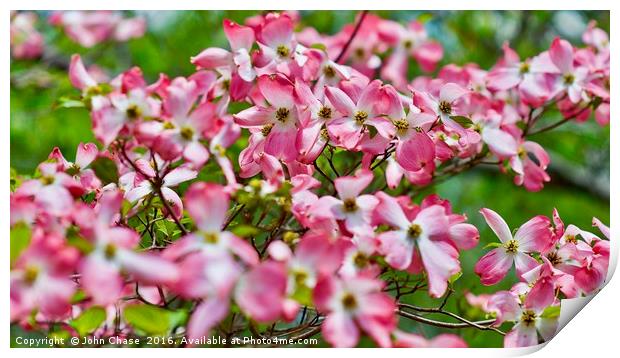 Pink & White Blossoms in Spring #2 Print by John Chase
