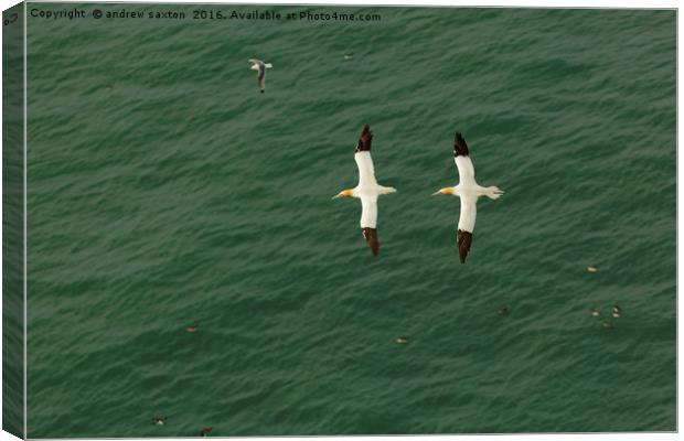 A PAIR OF GANNETS Canvas Print by andrew saxton