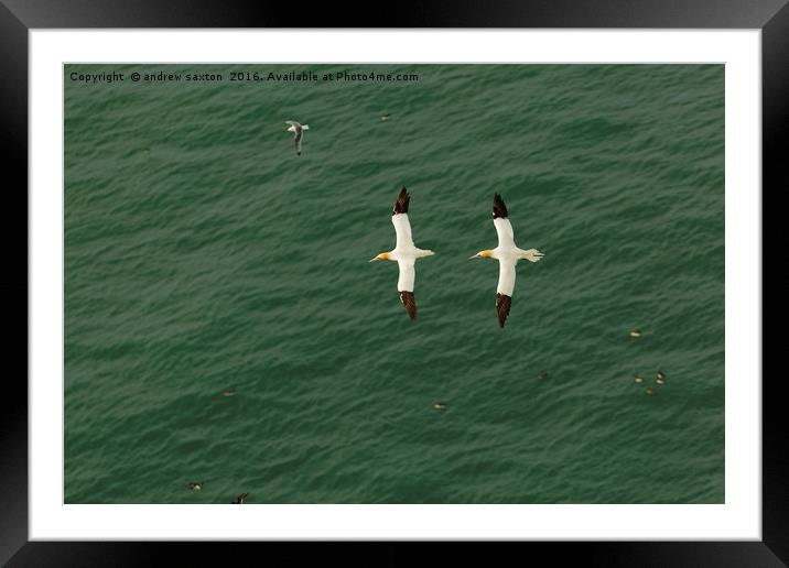 A PAIR OF GANNETS Framed Mounted Print by andrew saxton