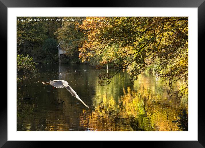 Bird approaching pond Framed Mounted Print by Kevin White