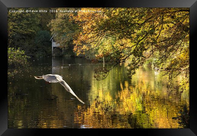 Bird approaching pond Framed Print by Kevin White