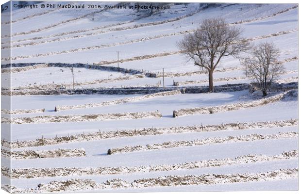 Stone Walls in the Snow, Yorkshire Dales Canvas Print by Phil MacDonald
