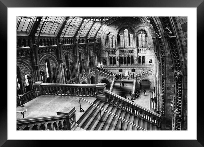 London Natural History Museum Framed Mounted Print by Milton Cogheil