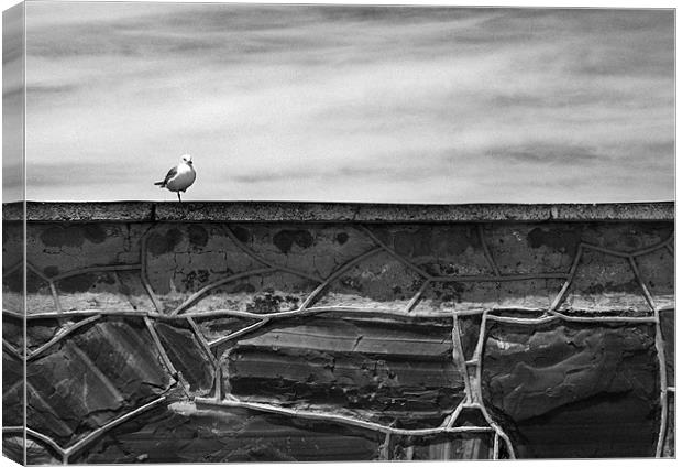 Seagull on Robben Island Canvas Print by Jonathan Pankhurst