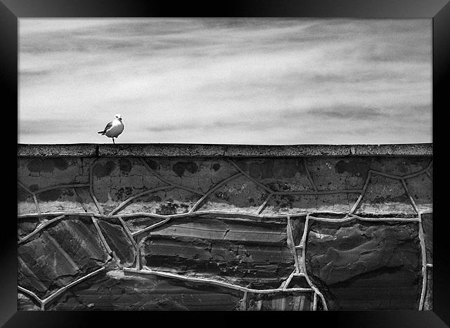 Seagull on Robben Island Framed Print by Jonathan Pankhurst