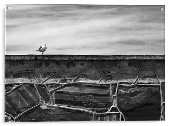 Seagull on Robben Island Acrylic by Jonathan Pankhurst