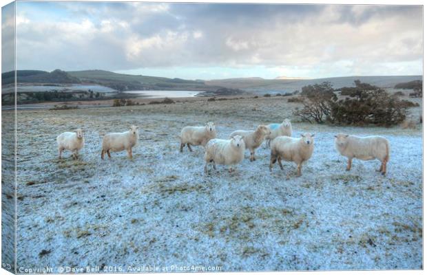 Cold Sheep Canvas Print by Dave Bell