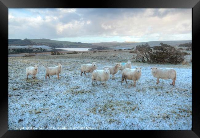 Cold Sheep Framed Print by Dave Bell