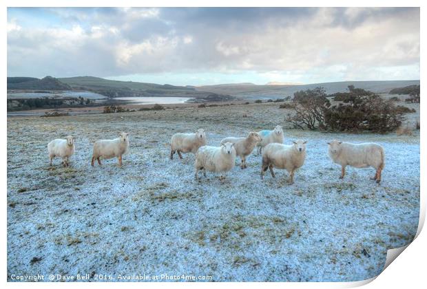 Cold Sheep Print by Dave Bell