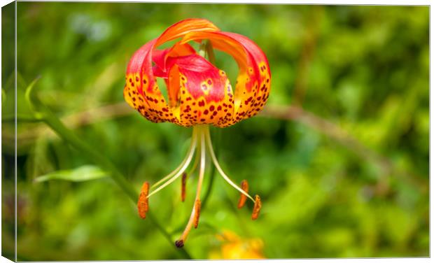 American Tiger Lily Canvas Print by Naylor's Photography