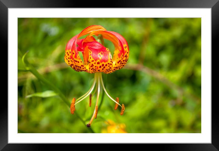 American Tiger Lily Framed Mounted Print by Naylor's Photography