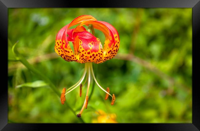 American Tiger Lily Framed Print by Naylor's Photography
