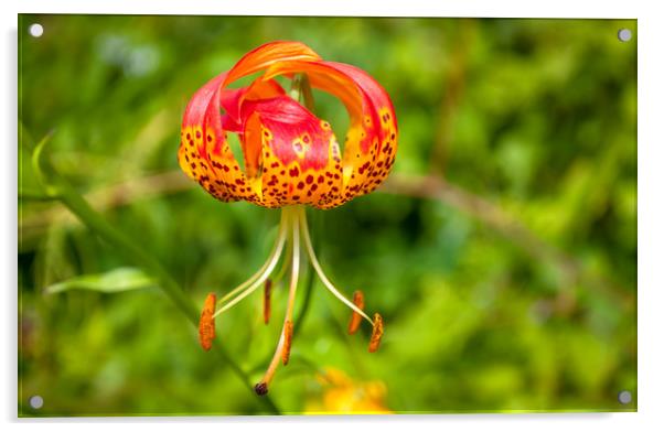 American Tiger Lily Acrylic by Naylor's Photography