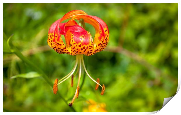American Tiger Lily Print by Naylor's Photography