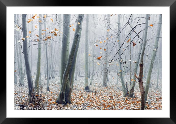 Dreamy Forest Framed Mounted Print by Svetlana Sewell