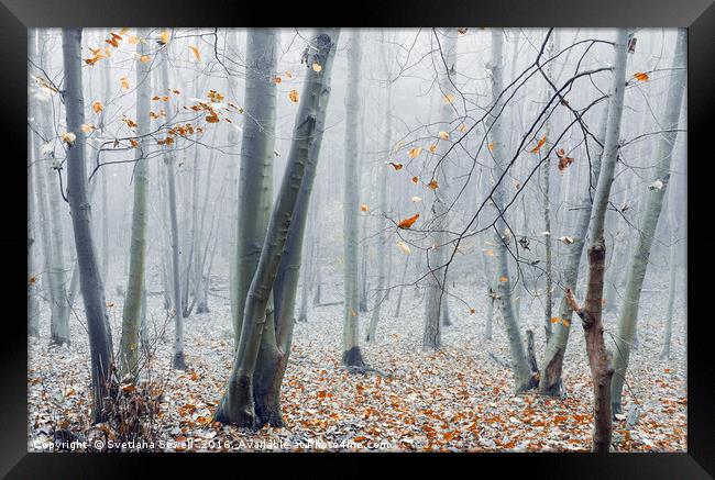 Dreamy Forest Framed Print by Svetlana Sewell