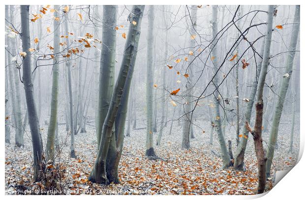 Dreamy Forest Print by Svetlana Sewell