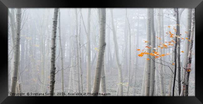 Last Autumn Branch Framed Print by Svetlana Sewell