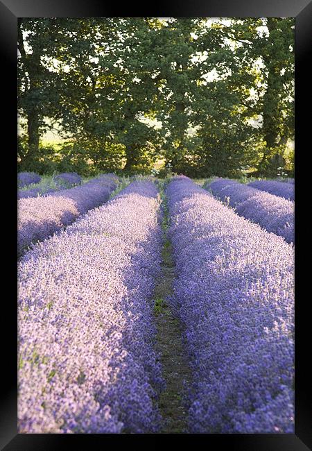 Lavender fields Framed Print by Ian Middleton