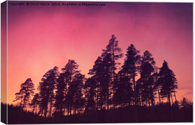 Sunset Pines Canvas Print by Chris Harris
