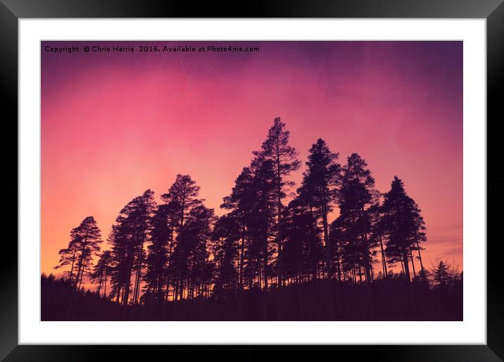 Sunset Pines Framed Mounted Print by Chris Harris