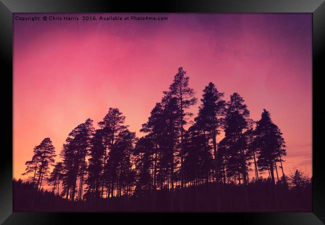 Sunset Pines Framed Print by Chris Harris