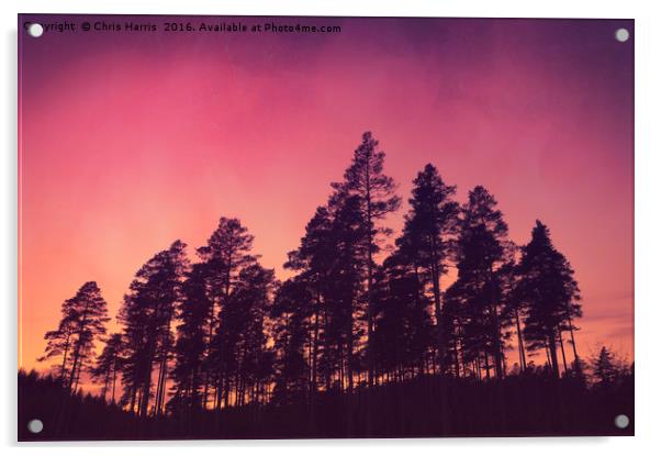 Sunset Pines Acrylic by Chris Harris