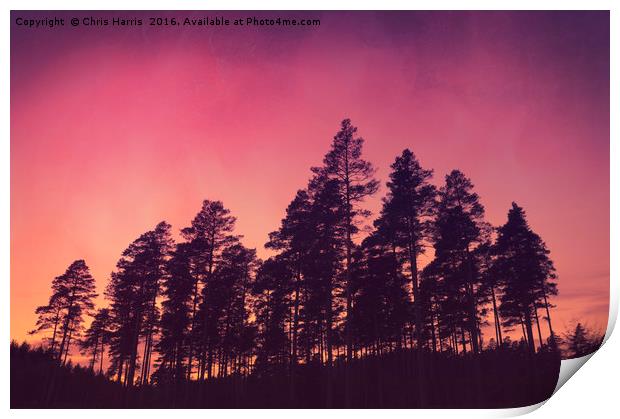 Sunset Pines Print by Chris Harris