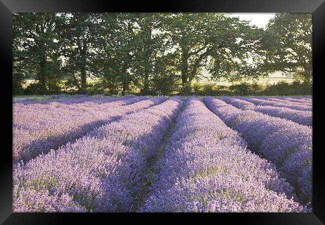 Lavender fields Framed Print by Ian Middleton