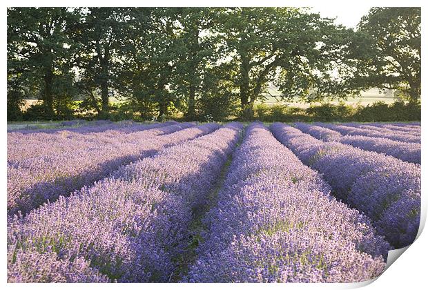 Lavender fields Print by Ian Middleton