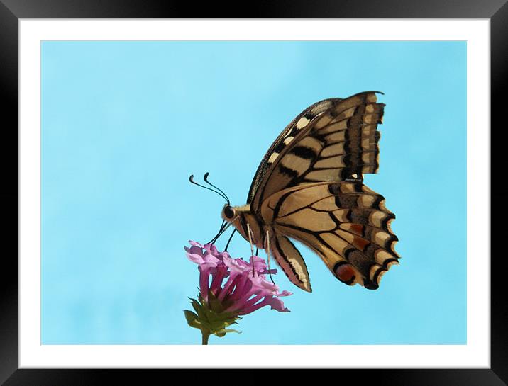 Butterfly Framed Mounted Print by Will Black