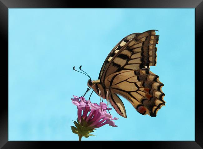 Butterfly Framed Print by Will Black