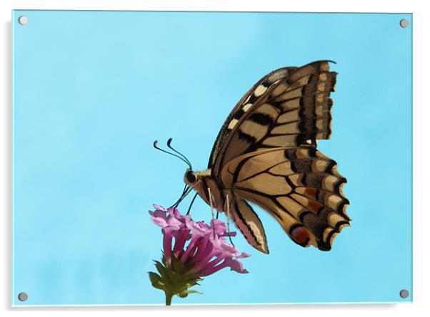 Butterfly Acrylic by Will Black