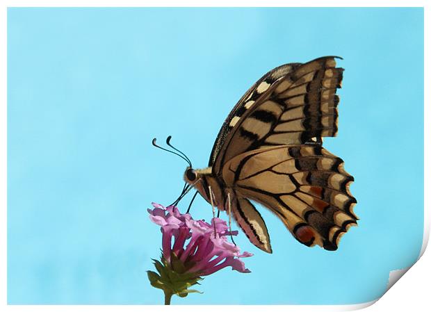 Butterfly Print by Will Black