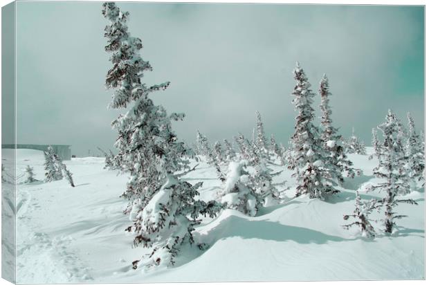 Winter landscape Canvas Print by Larisa Siverina