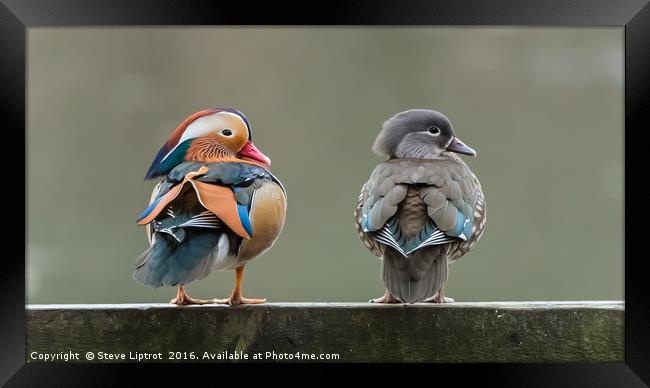 Mr & Mrs Mandarin Framed Print by Steve Liptrot