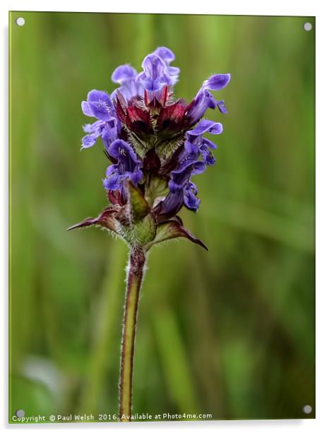 Selfheal (Prunella vulgaris) Acrylic by Paul Welsh