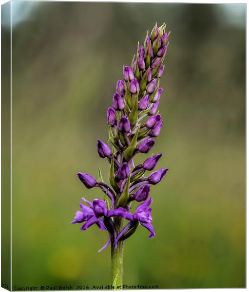 Fragrant Orchid  Canvas Print by Paul Welsh