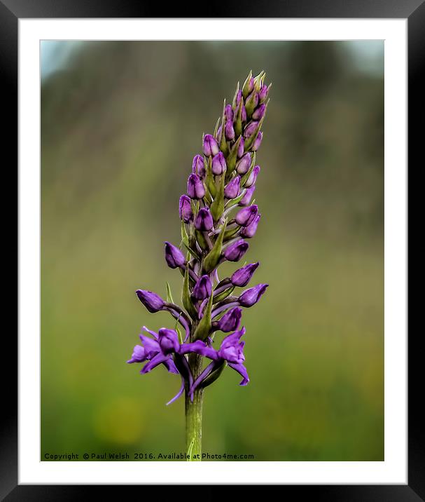 Fragrant Orchid  Framed Mounted Print by Paul Welsh
