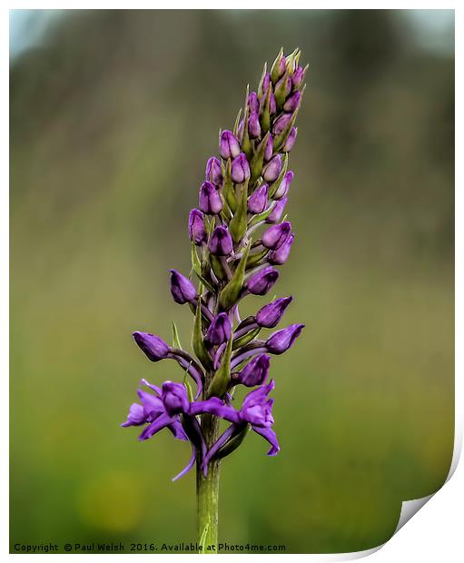 Fragrant Orchid  Print by Paul Welsh