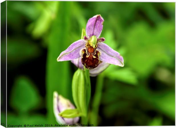 Bee Orchid Canvas Print by Paul Welsh