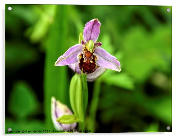 Bee Orchid Acrylic by Paul Welsh