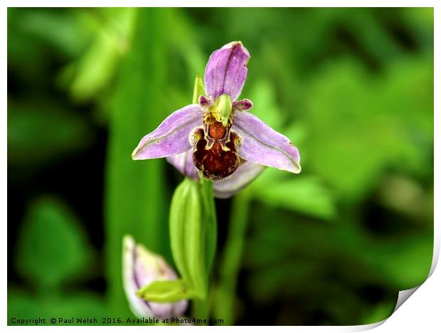 Bee Orchid Print by Paul Welsh