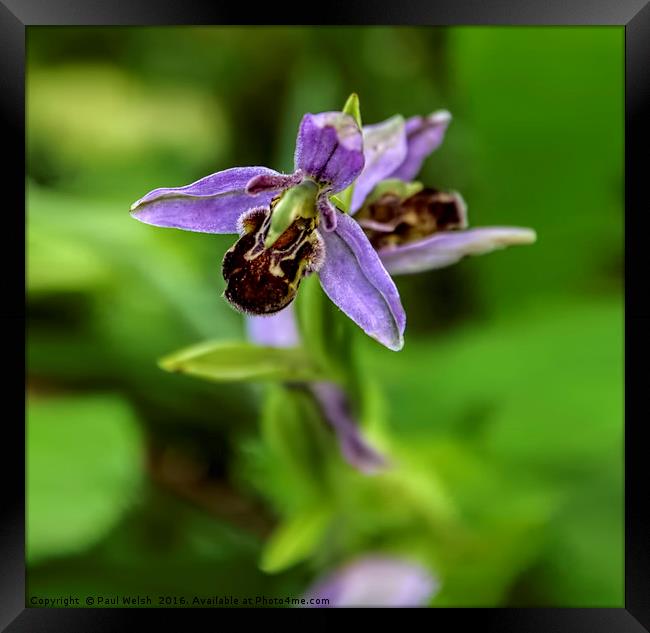 Bee Orchid Framed Print by Paul Welsh