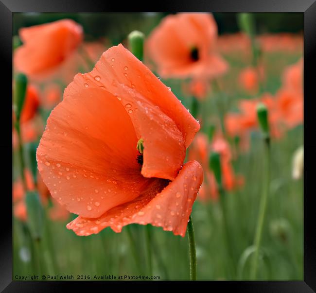 Poppy With Water Droplets Framed Print by Paul Welsh