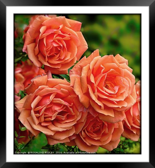 "APRICOT ROSES" Framed Mounted Print by ROS RIDLEY