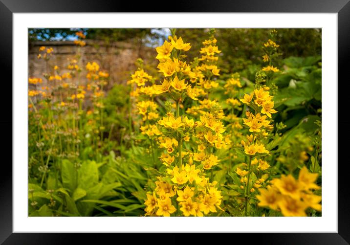 The tall and handsome Yellow Loosestrife  Framed Mounted Print by Naylor's Photography