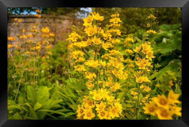 The tall and handsome Yellow Loosestrife  Framed Print by Naylor's Photography