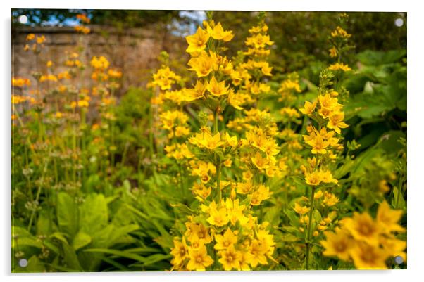 The tall and handsome Yellow Loosestrife  Acrylic by Naylor's Photography