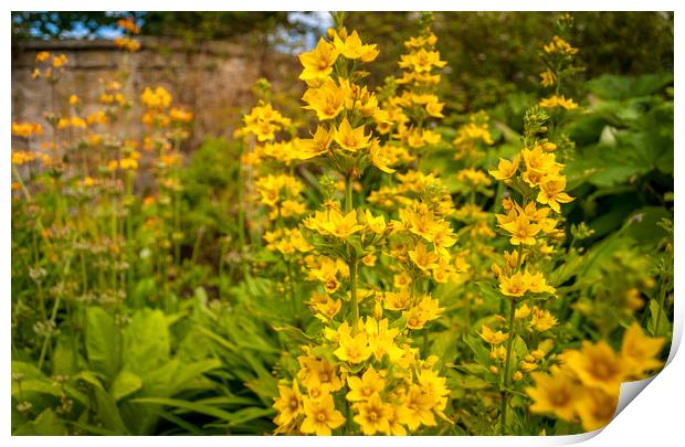The tall and handsome Yellow Loosestrife  Print by Naylor's Photography